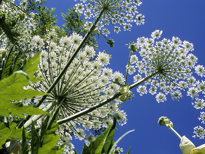 Quand les plantes invasives contaminent les terres