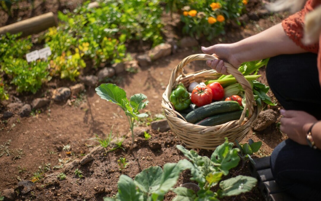 Cultiver son jardin potager