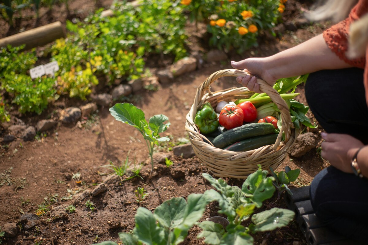 Potager